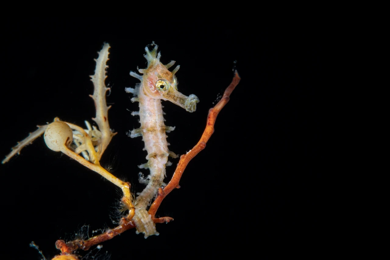 P6282765 Edit - Black Background runner up by Anonymous, See in the Sea underwater photography contest