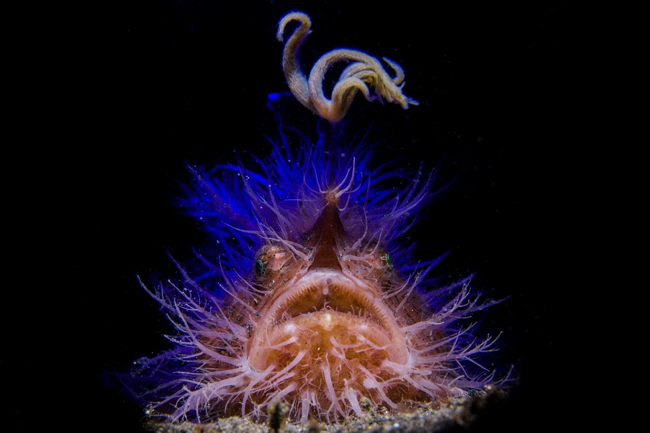 Blue Angler - Macro bronze by Marco Steiner, See in the Sea underwater photography contest