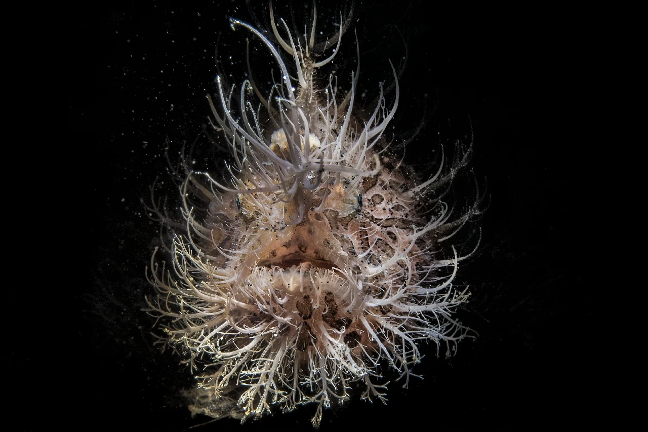0I5A6347O 200DPI - Black Background runner up by Anonymous, See in the Sea underwater photography contest