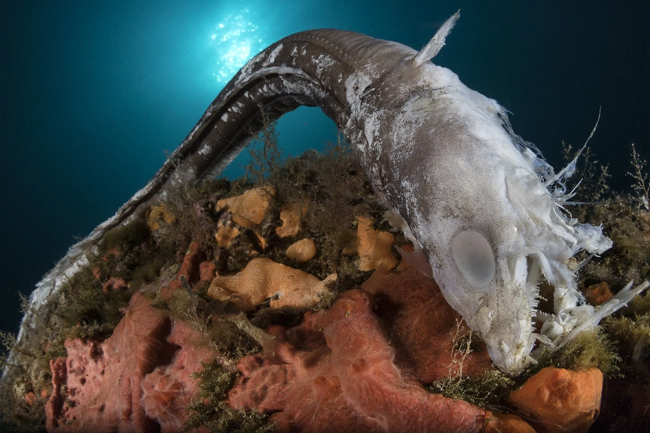 1 Danni Collaterali - Storyboard bronze by Marcello Di Francesco, See in the Sea underwater photography contest
