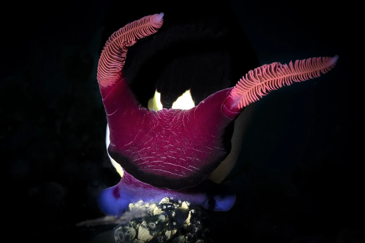 DF 6258 Edit 2 - Black Background runner up by Anonymous, See in the Sea underwater photography contest
