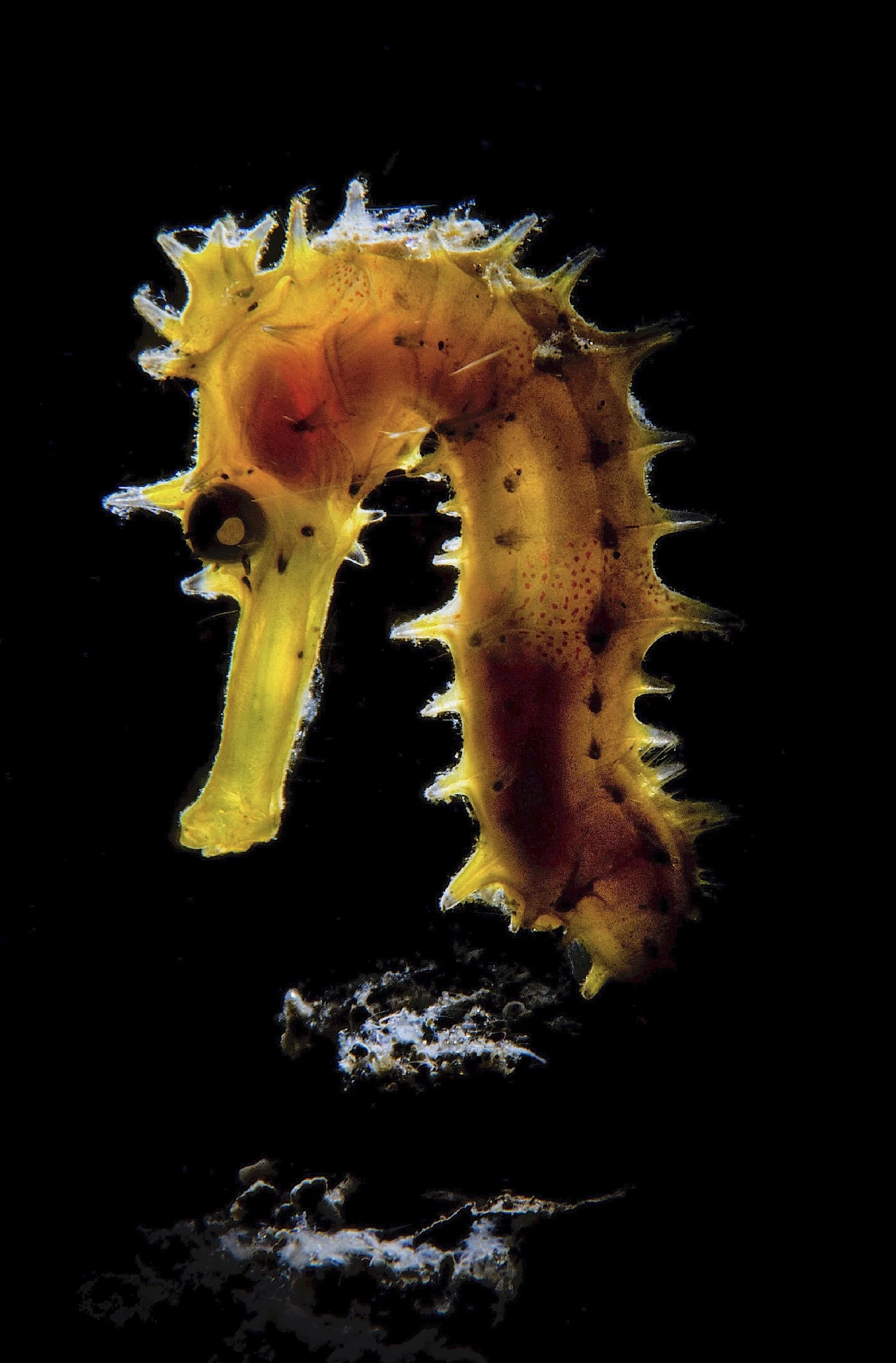 Illuminato - Macro runner up by Stefano Cerbai, See in the Sea underwater photography contest