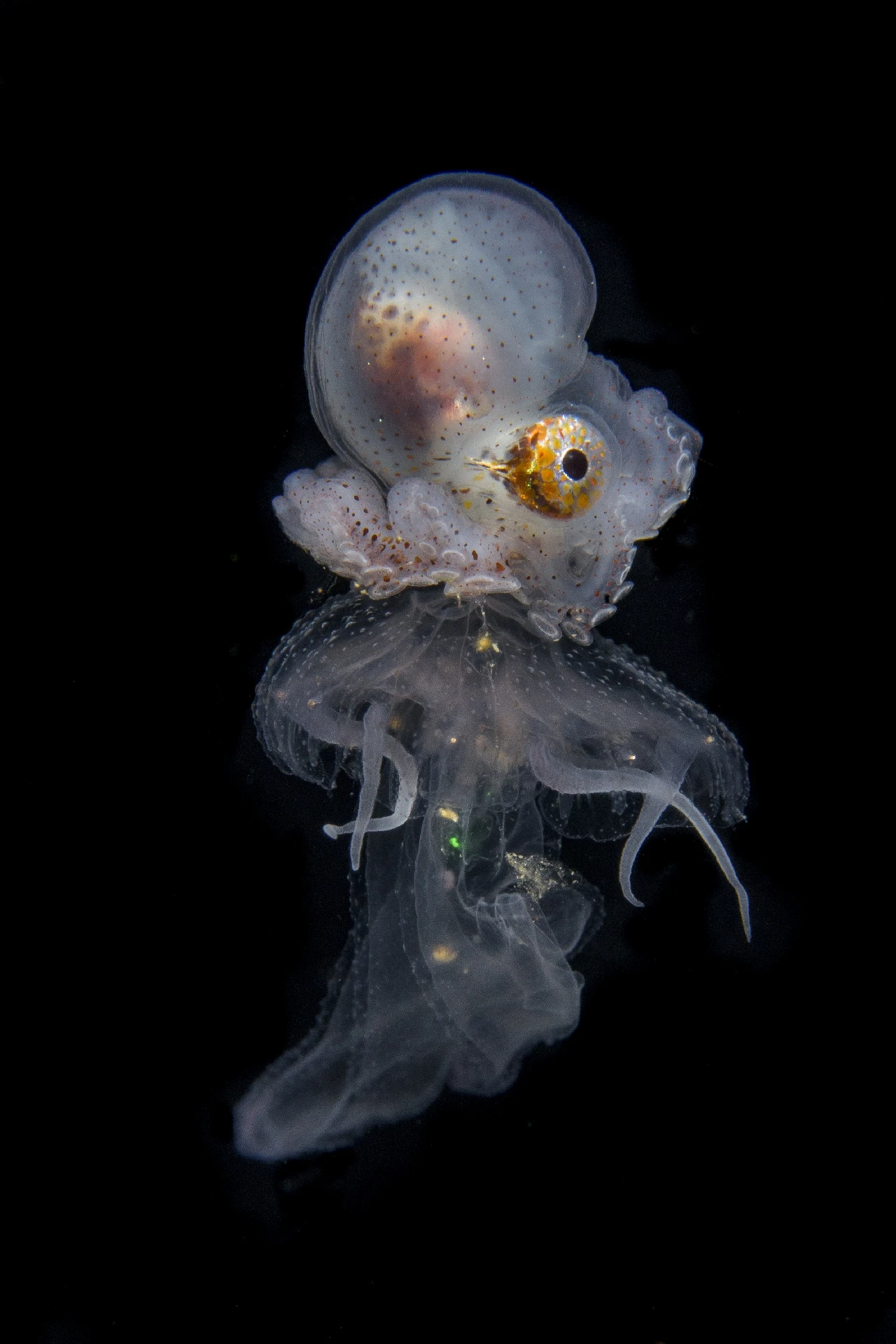 Hitchhiker - Black Background runner up by Anonymous, See in the Sea underwater photography contest