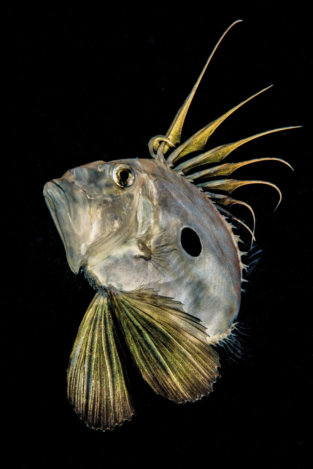 Zeus - Macro runner up by Marco Gargiulo, See in the Sea underwater photography contest