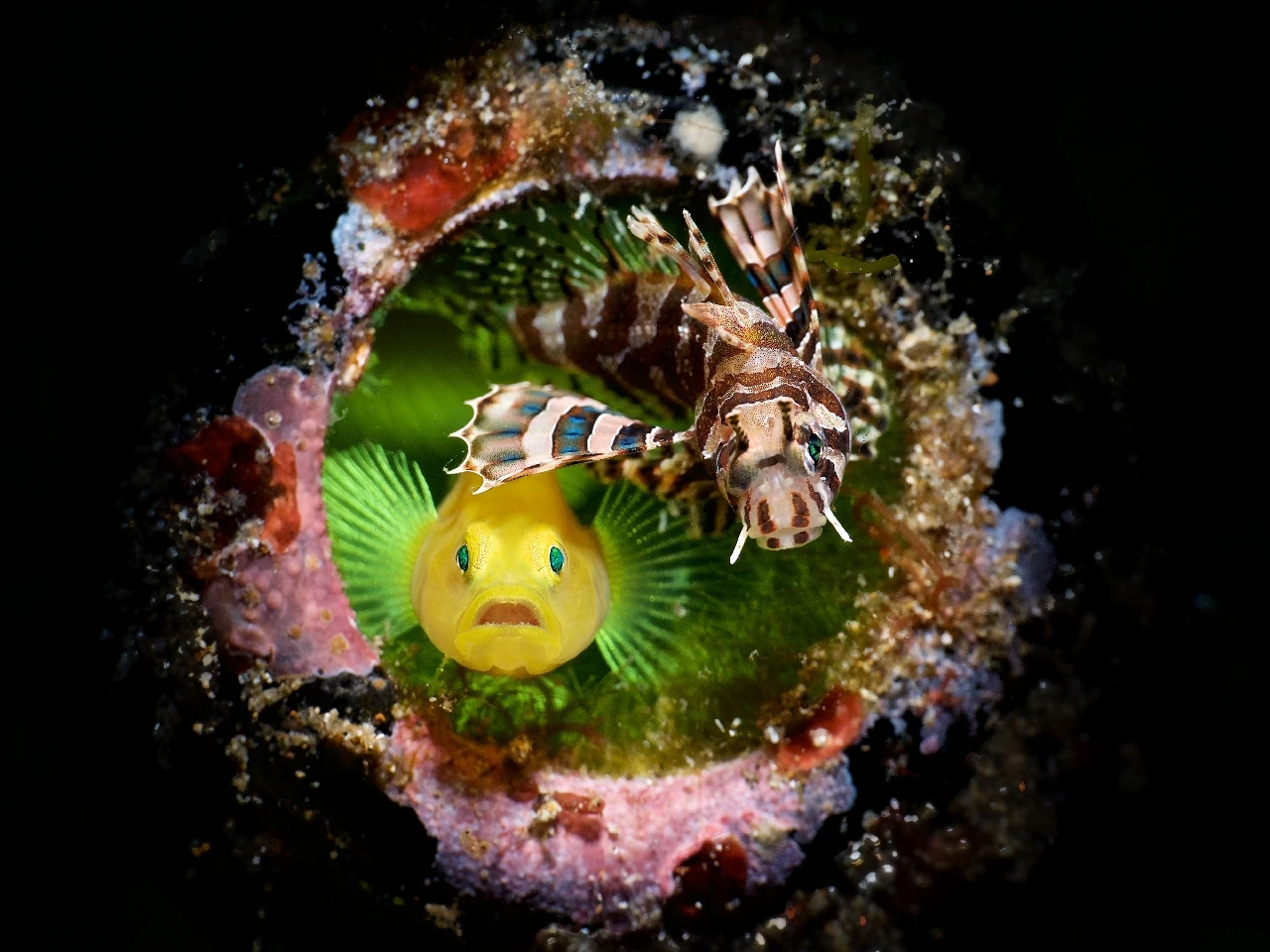 Neighbours - Macro runner up by Enrico Simogyi, See in the Sea underwater photography contest