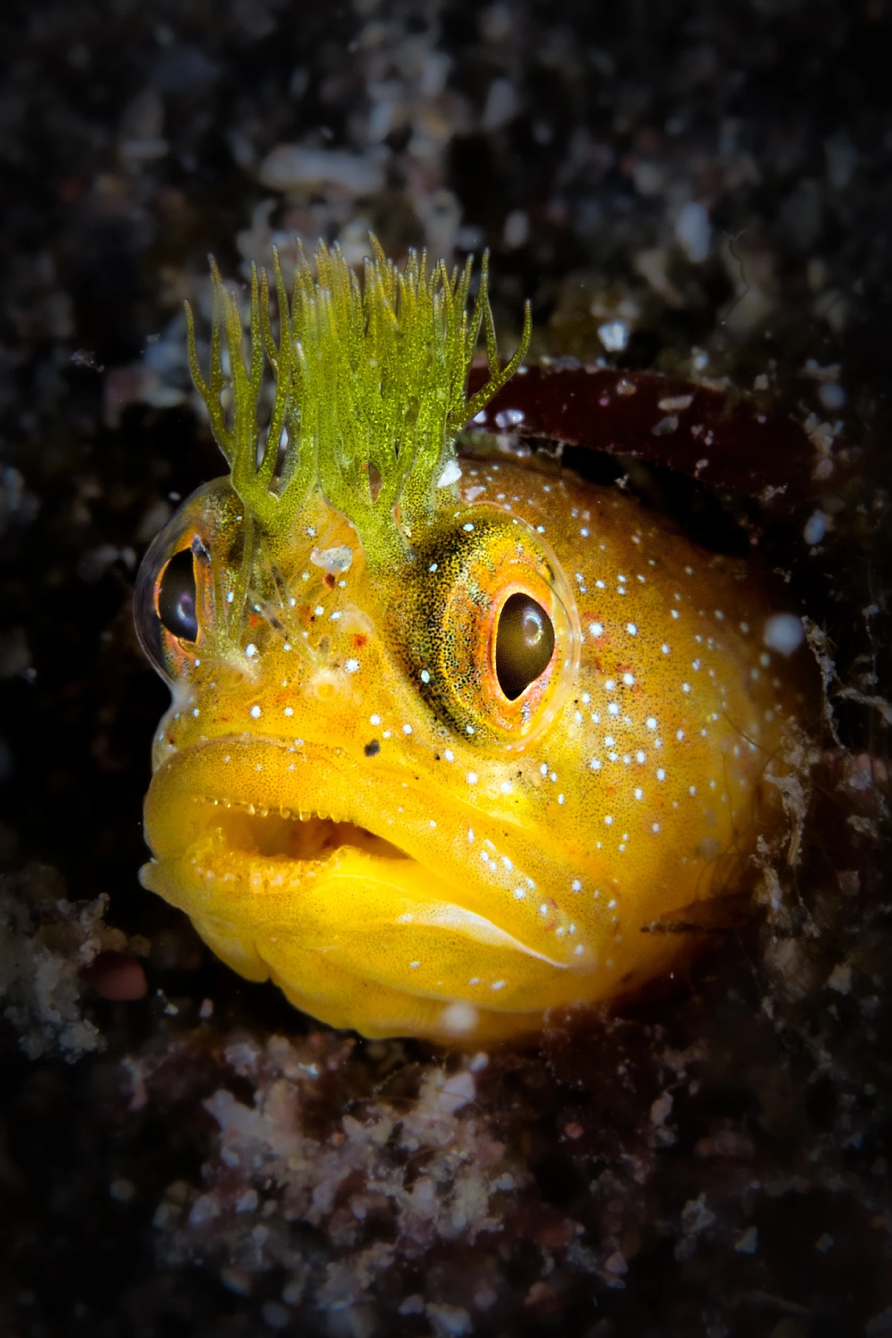 Punk Boy - Macro runner up by Francesco Visintin, See in the Sea underwater photography contest