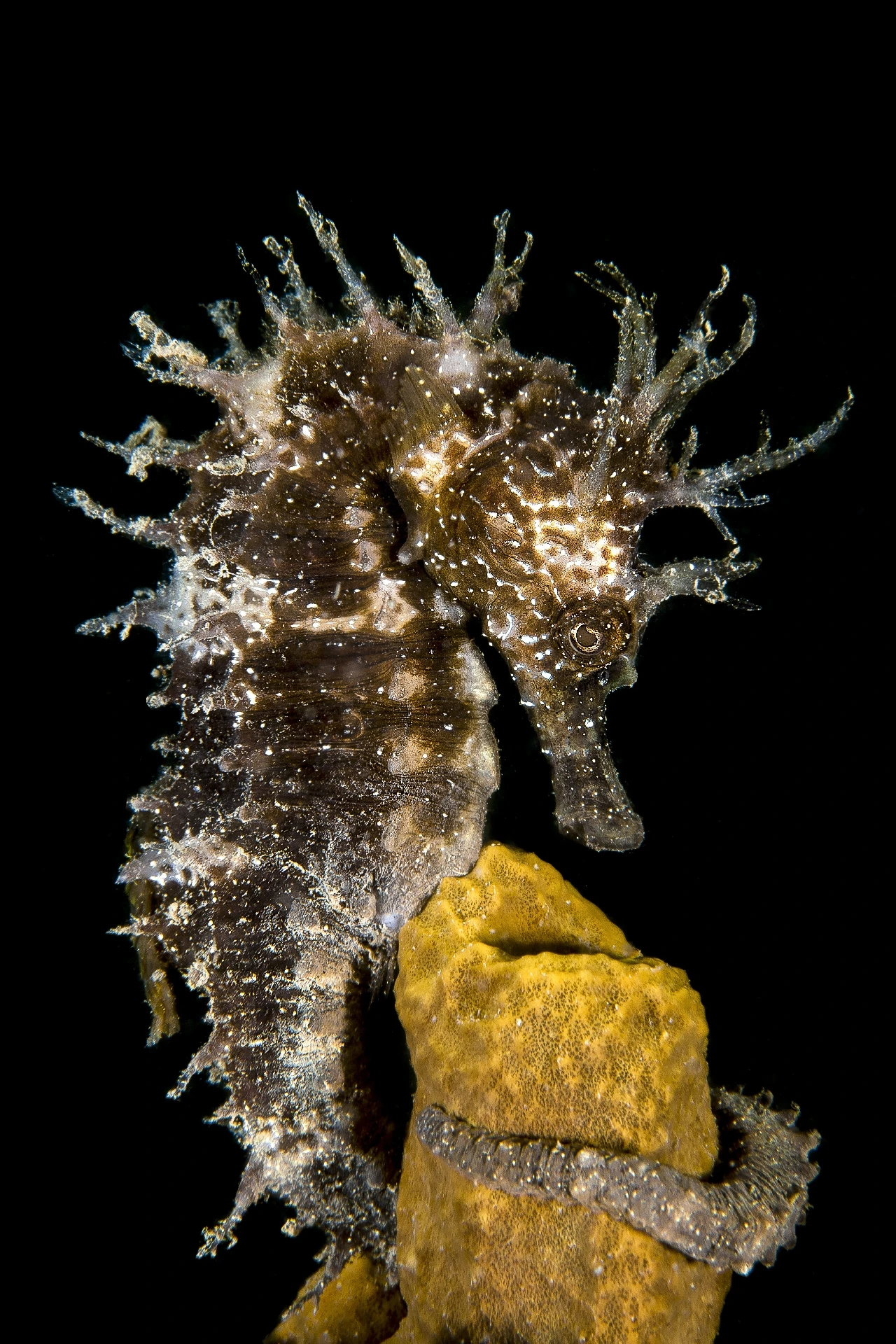 Seahorse - Macro runner up by Fabio Strazzi, See in the Sea underwater photography contest