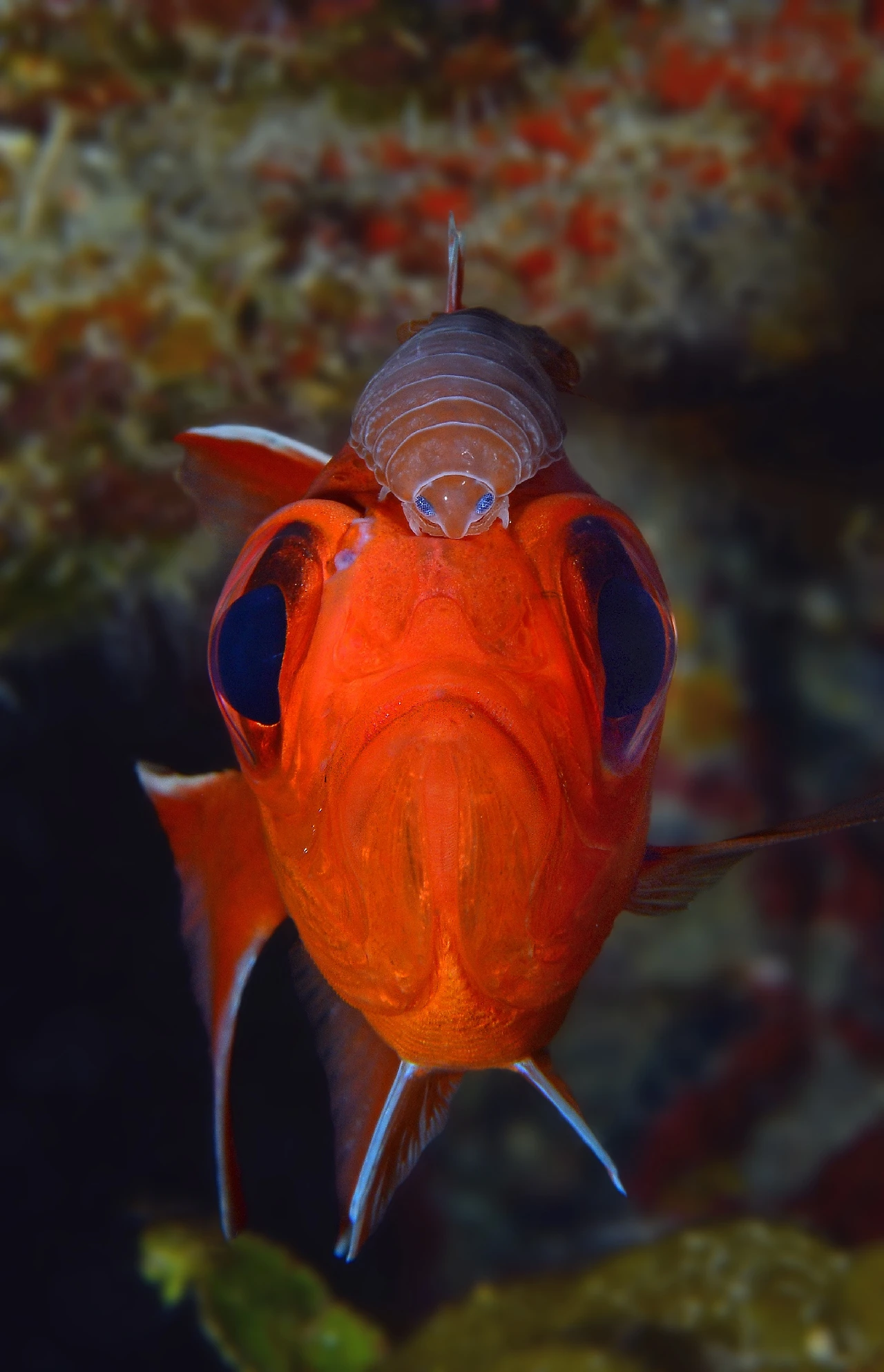 Ospite Inatteso - Macro runner up by Stefano Proakis, See in the Sea underwater photography contest
