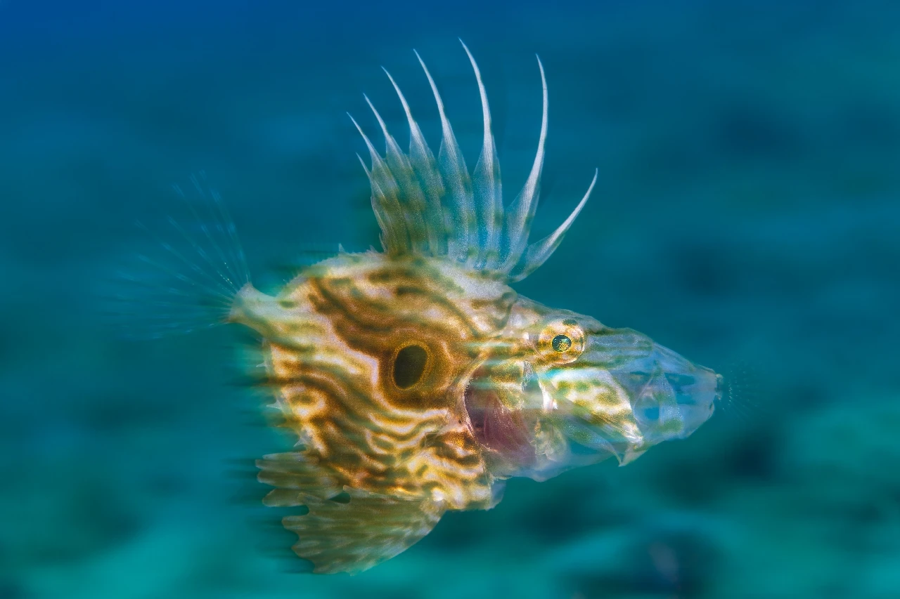 San Pietrino Affamato - Macro runner up by Giacomo Giovannini, See in the Sea underwater photography contest