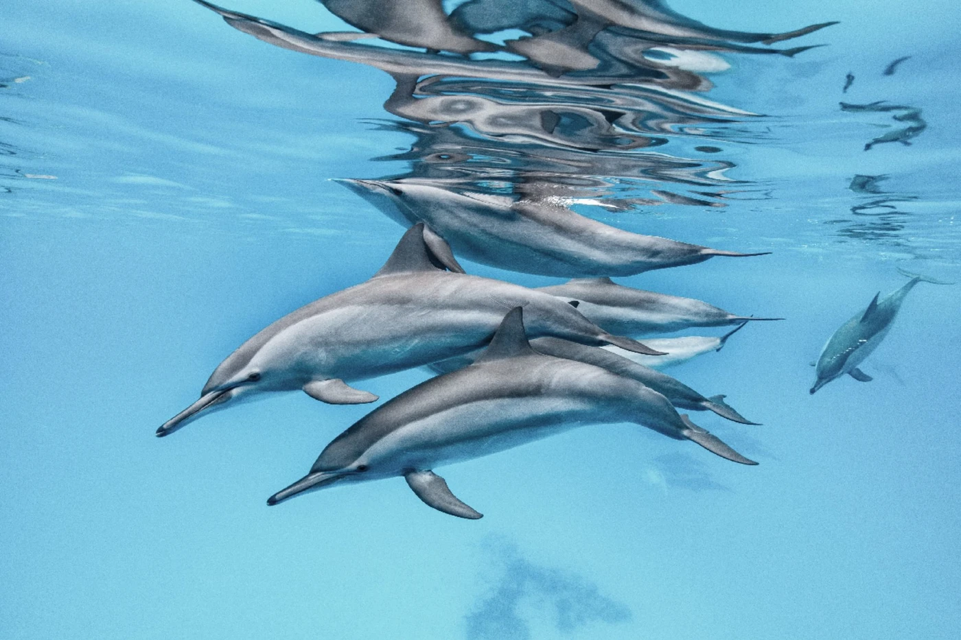 Delfini - Wide Angle runner up by Alessandro Grasso, See in the Sea underwater photography contest