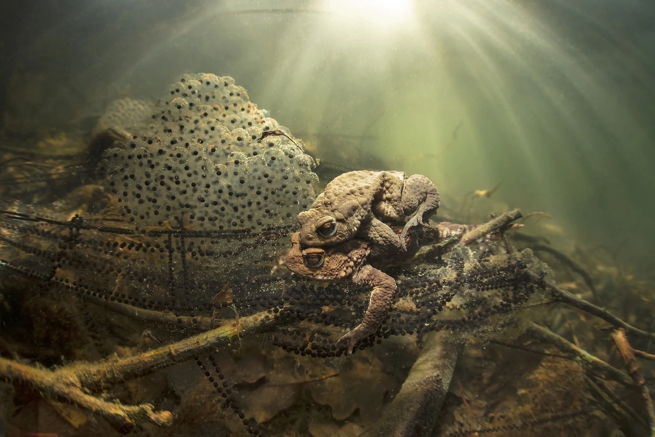 Mating Toads in the Sun - Wide Angle runner up by Gino Symus, See in the Sea underwater photography contest