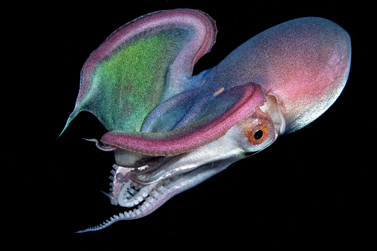 Night Rainbow - Black Background silver by Paolo Bausani, See in the Sea underwater photography contest