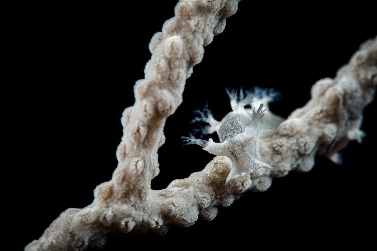 Gorgonian Life 3 - Storyboard runner up by Francesco Visintin, See in the Sea underwater photography contest