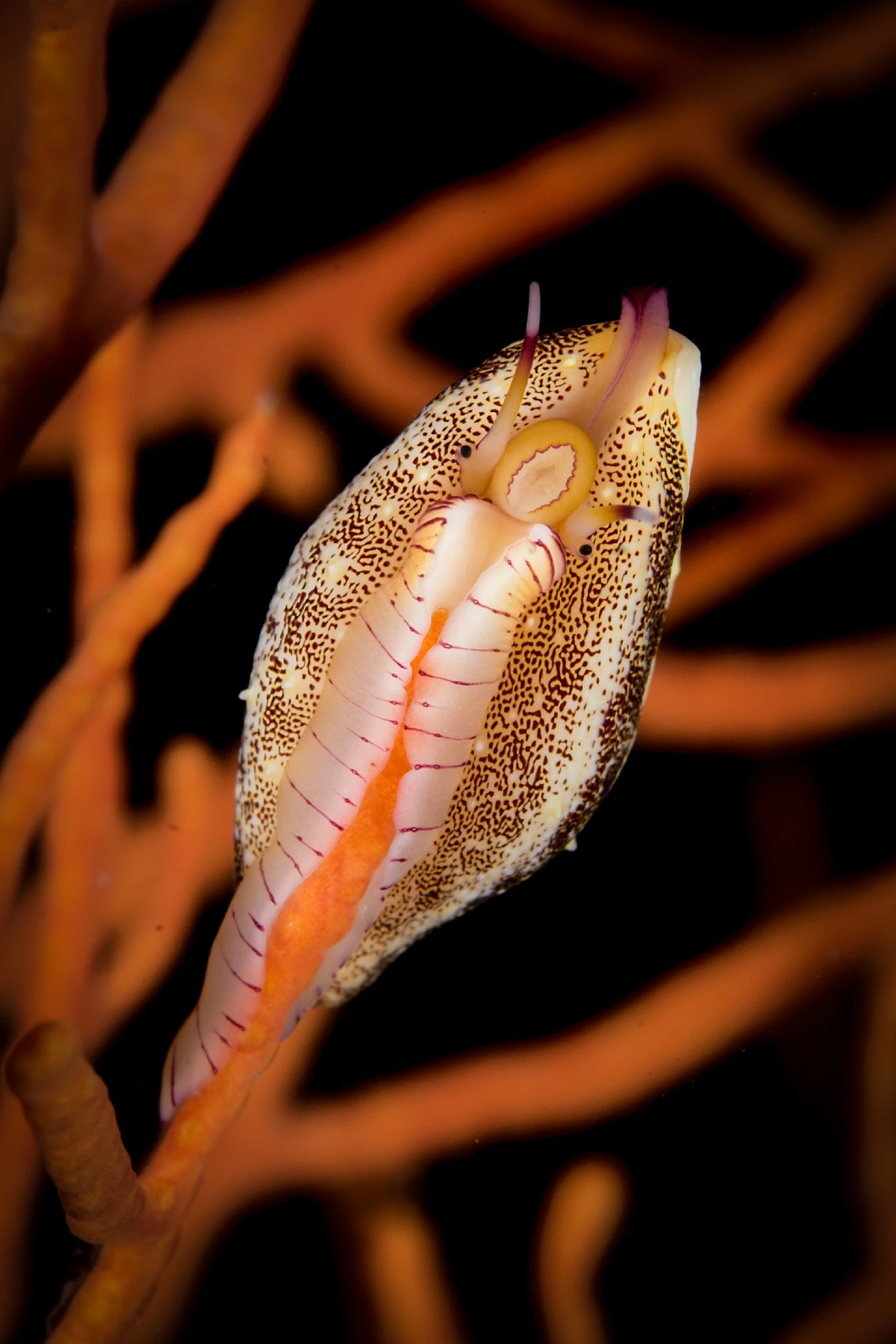 Gorgonian Life 4 - Storyboard runner up by Francesco Visintin, See in the Sea underwater photography contest