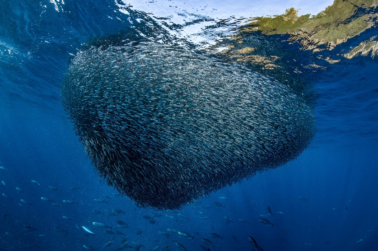 Assalto Alla Acciughe - Storyboard gold by Alessandro Grasso, See in the Sea underwater photography contest