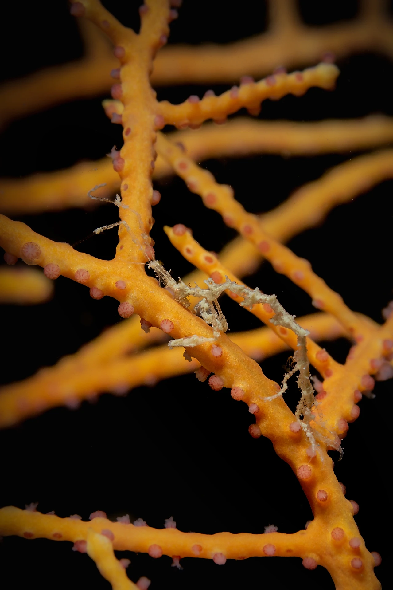 Gorgonian Life 5 - Storyboard runner up by Francesco Visintin, See in the Sea underwater photography contest