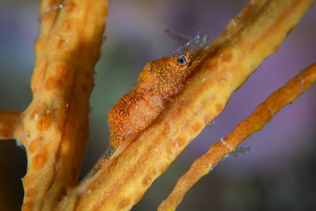 Gorgonian Life 2 - Storyboard runner up by Francesco Visintin, See in the Sea underwater photography contest
