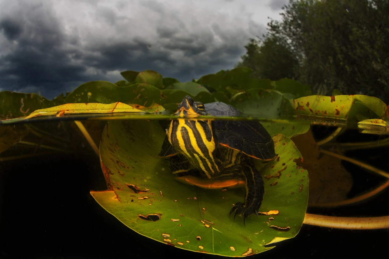 Turtle - Wide Angle silver by Luc Rooman, See in the Sea underwater photography contest