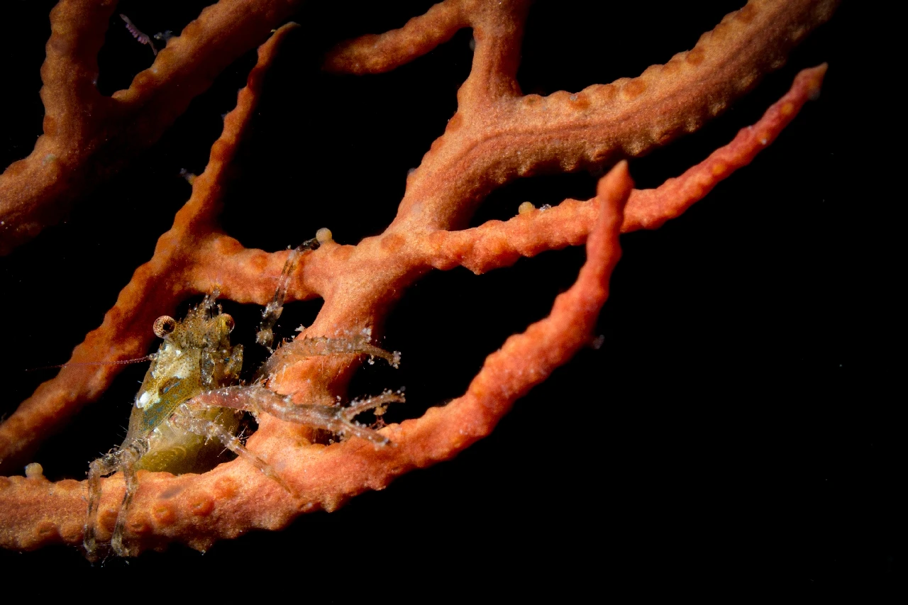 Gorgonian Life 1 - Storyboard runner up by Francesco Visintin, See in the Sea underwater photography contest