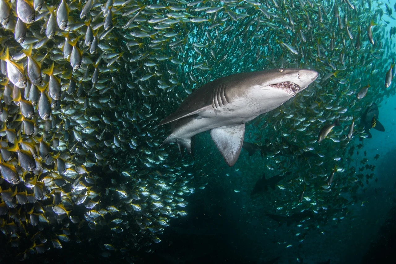 Grey Nurse Cruising along - Wide Angle runner up by Lena Remy, See in the Sea underwater photography contest