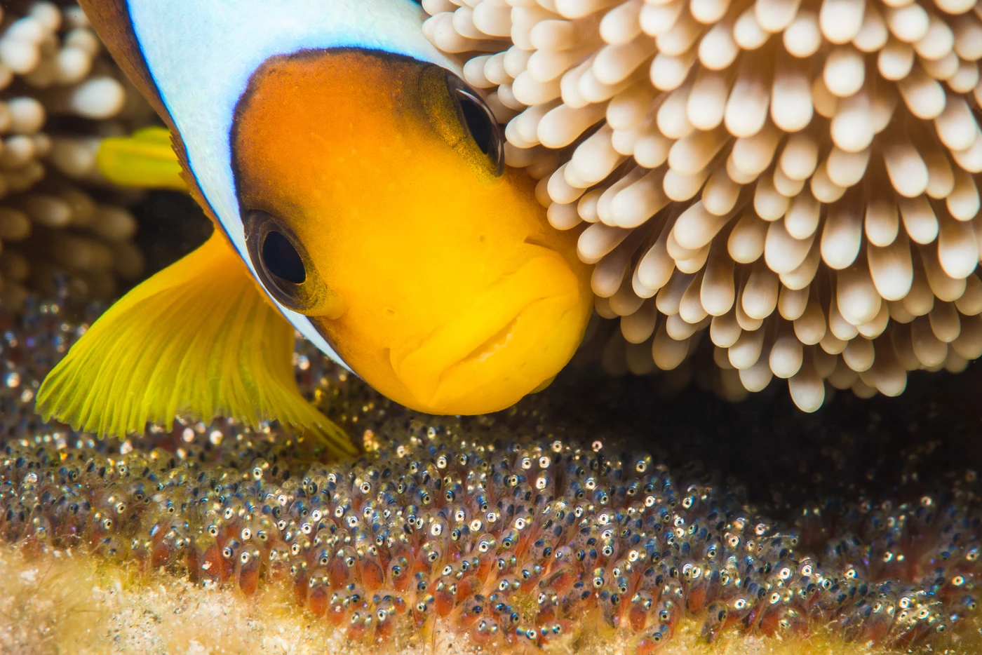 Macro - Macro runner up by Alberto Groppo, See in the Sea underwater photography contest