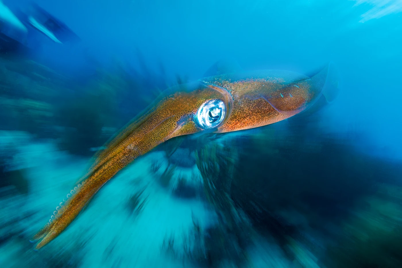 Wide 2 - Wide Angle runner up by Davide Lombroso, See in the Sea underwater photography contest