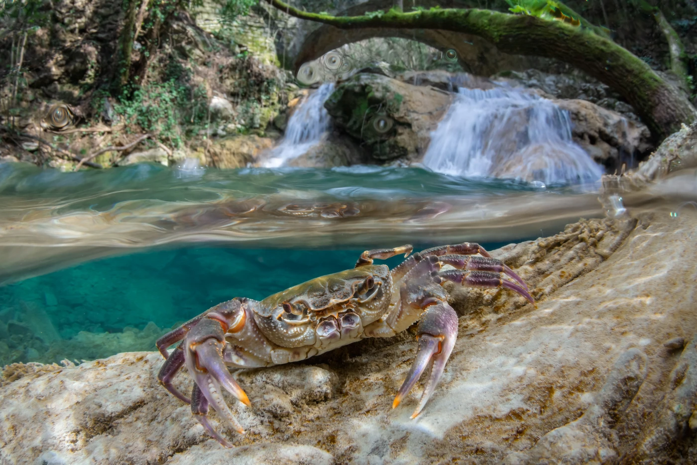 Il Granchio Ed Il Ponte - Wide Angle runner up by Francesco Visintin, See in the Sea underwater photography contest