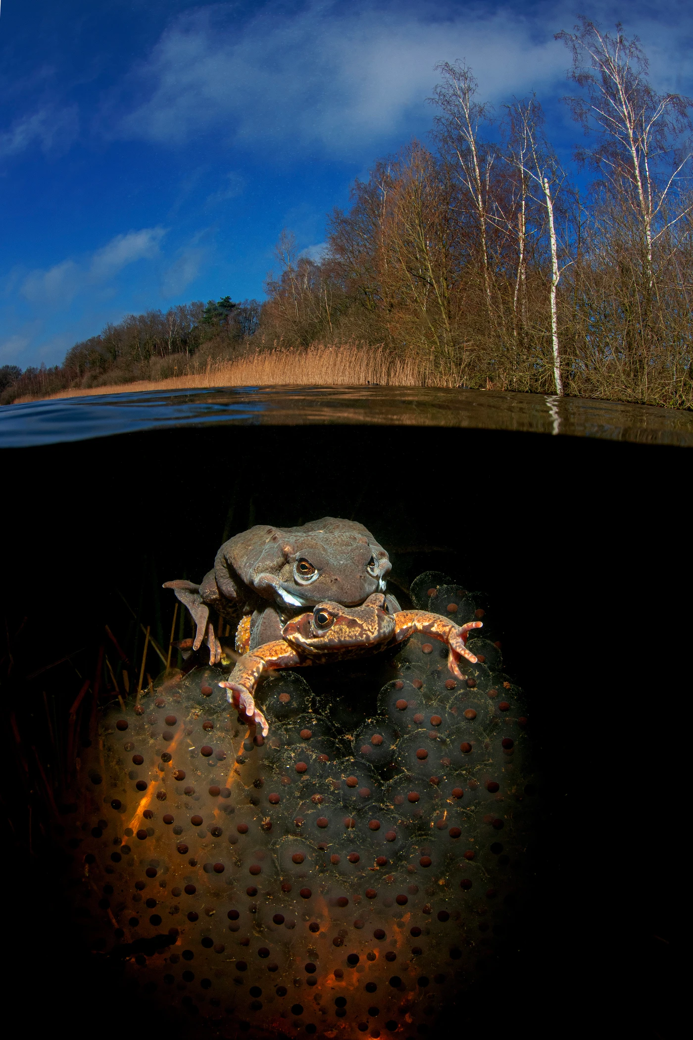 Parende Kikkers - Wide Angle runner up by Luc Rooman, See in the Sea underwater photography contest