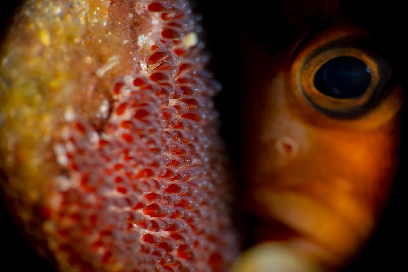 The Good Father - Macro runner up by Raffaele Livornese, See in the Sea underwater photography contest