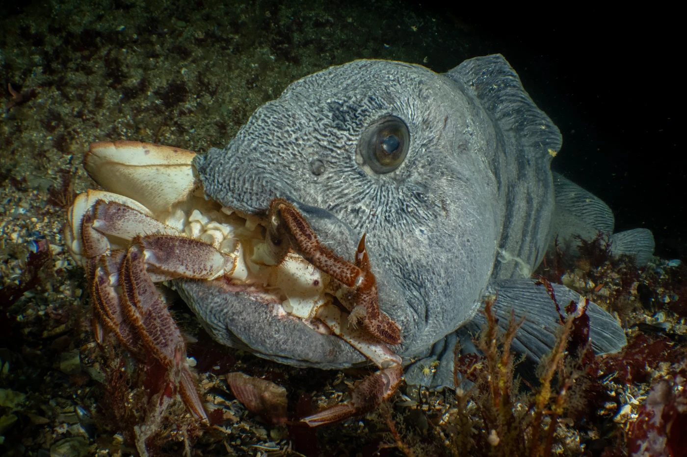 Macro - Macro runner up by Galice Hoarau, See in the Sea underwater photography contest