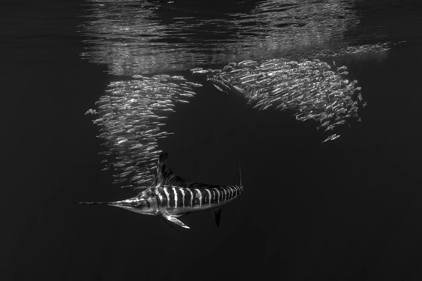 Strike - Black & White silver by Raffaele Livornese, See in the Sea underwater photography contest