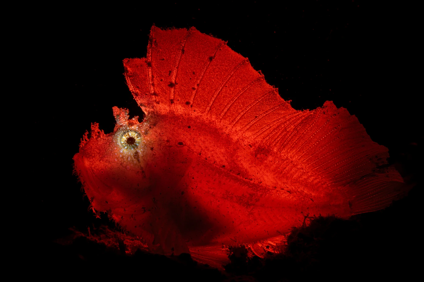 LEAF SCORPIONFISH IN RED - Macro bronze by Giancarlo Mazarese, See in the Sea underwater photography contest