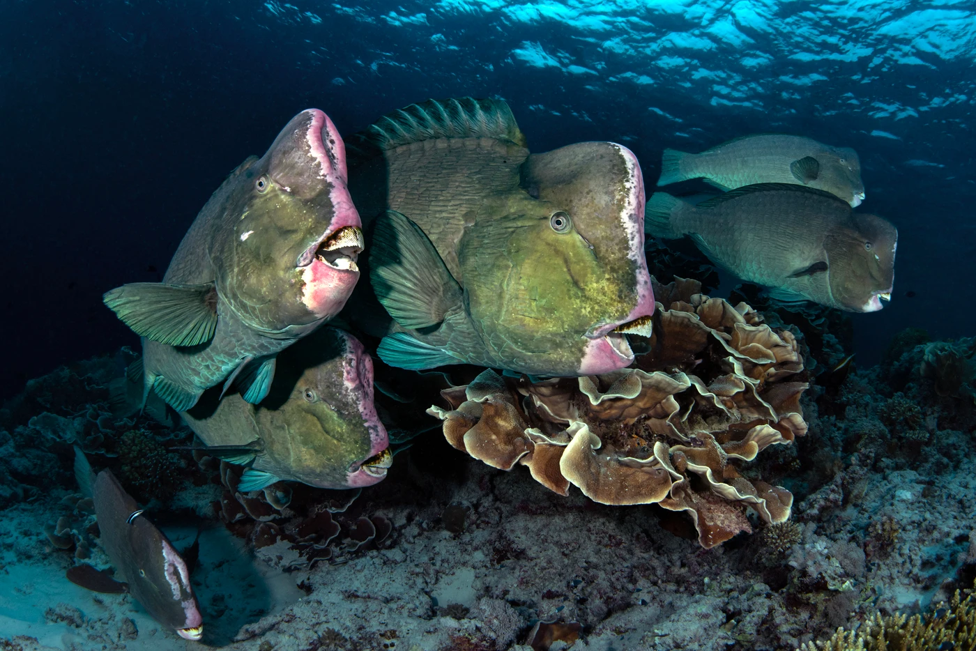 Night Walk - Wide Angle runner up by Gabriella Luongo, See in the Sea underwater photography contest