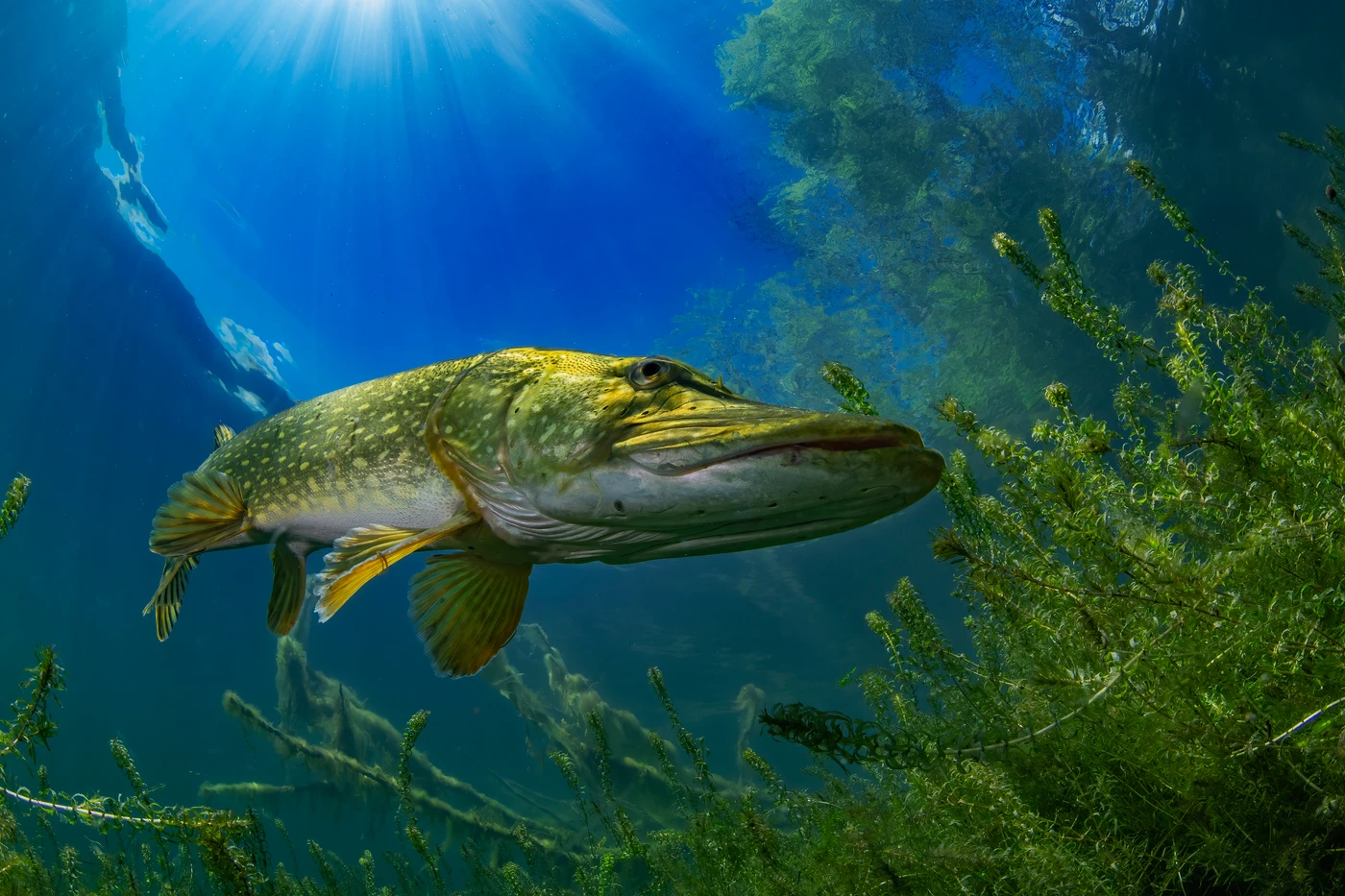 Snoek - Wide Angle silver by Luc Rooman, See in the Sea underwater photography contest