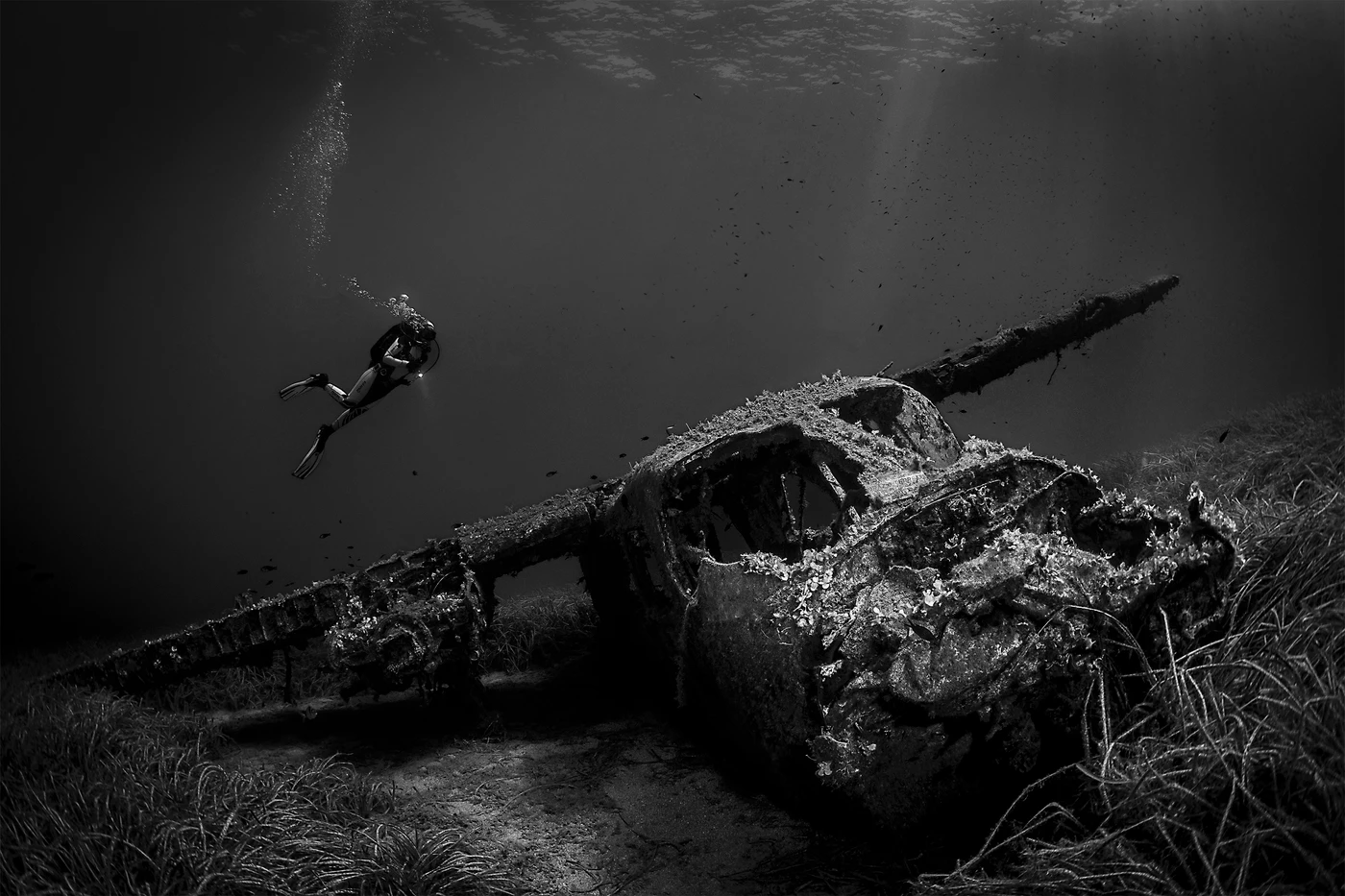Caporais - Black & White runner up by Lorenzo Vantaggiato, See in the Sea underwater photography contest