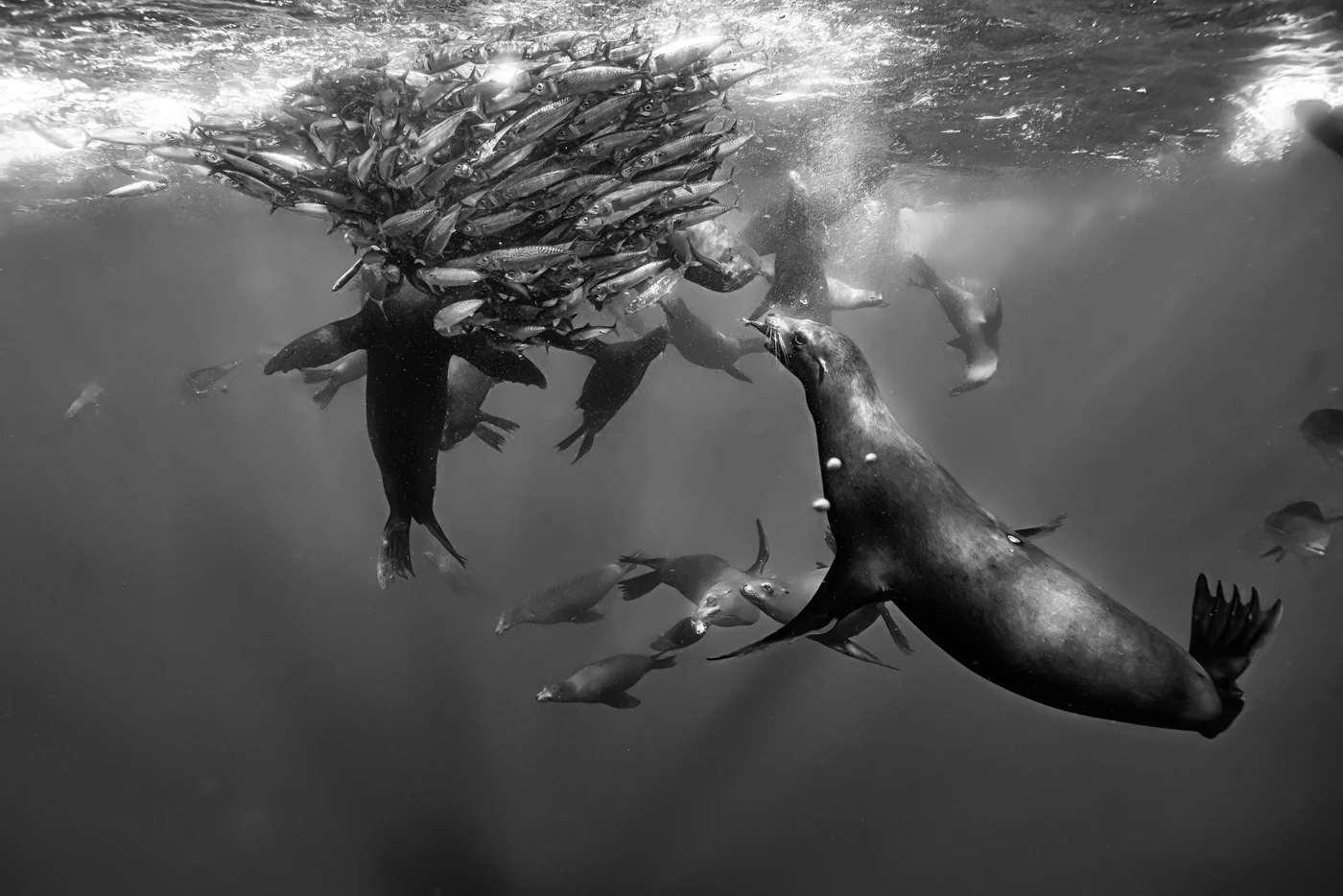 Black & White - Black & White runner up by Massimo Giorgetta, See in the Sea underwater photography contest