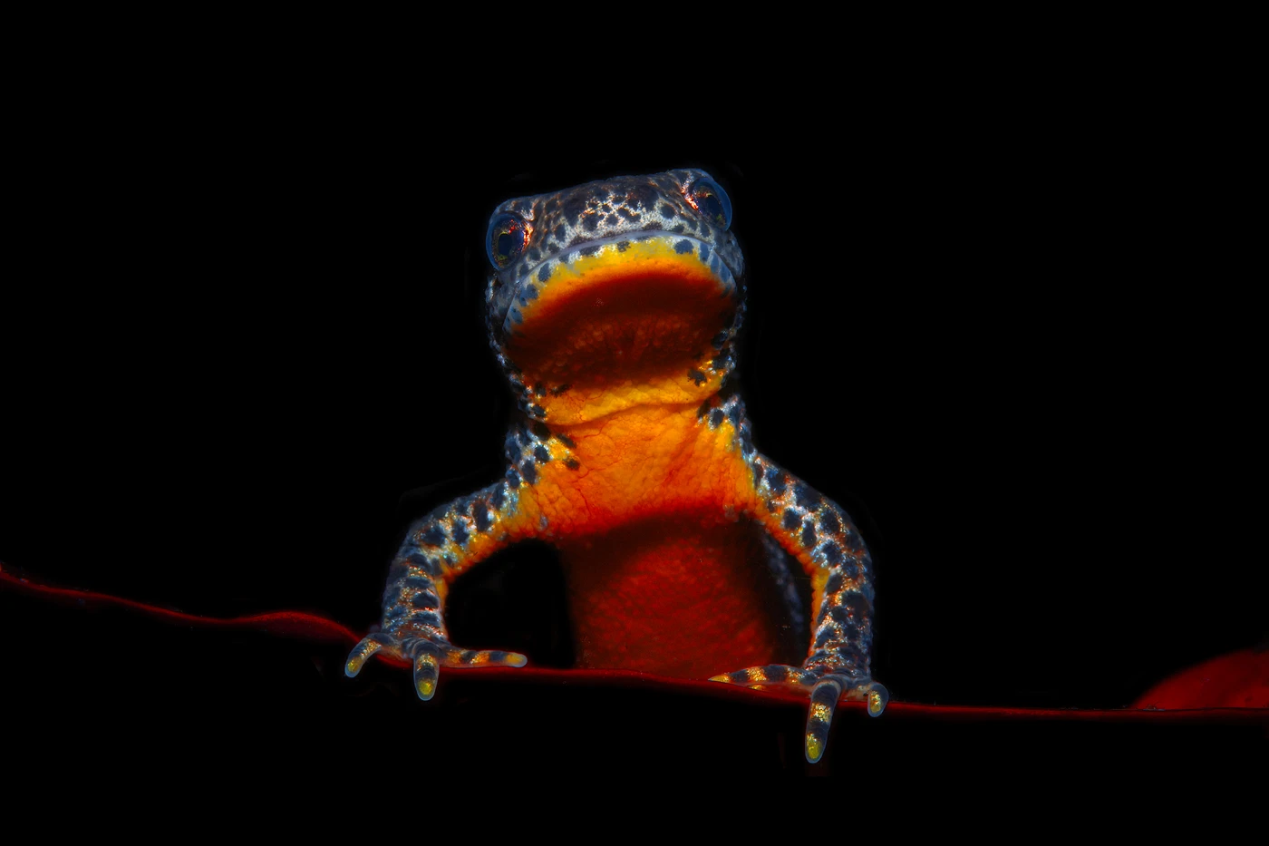 Salamander - Macro runner up by Luc Rooman, See in the Sea underwater photography contest