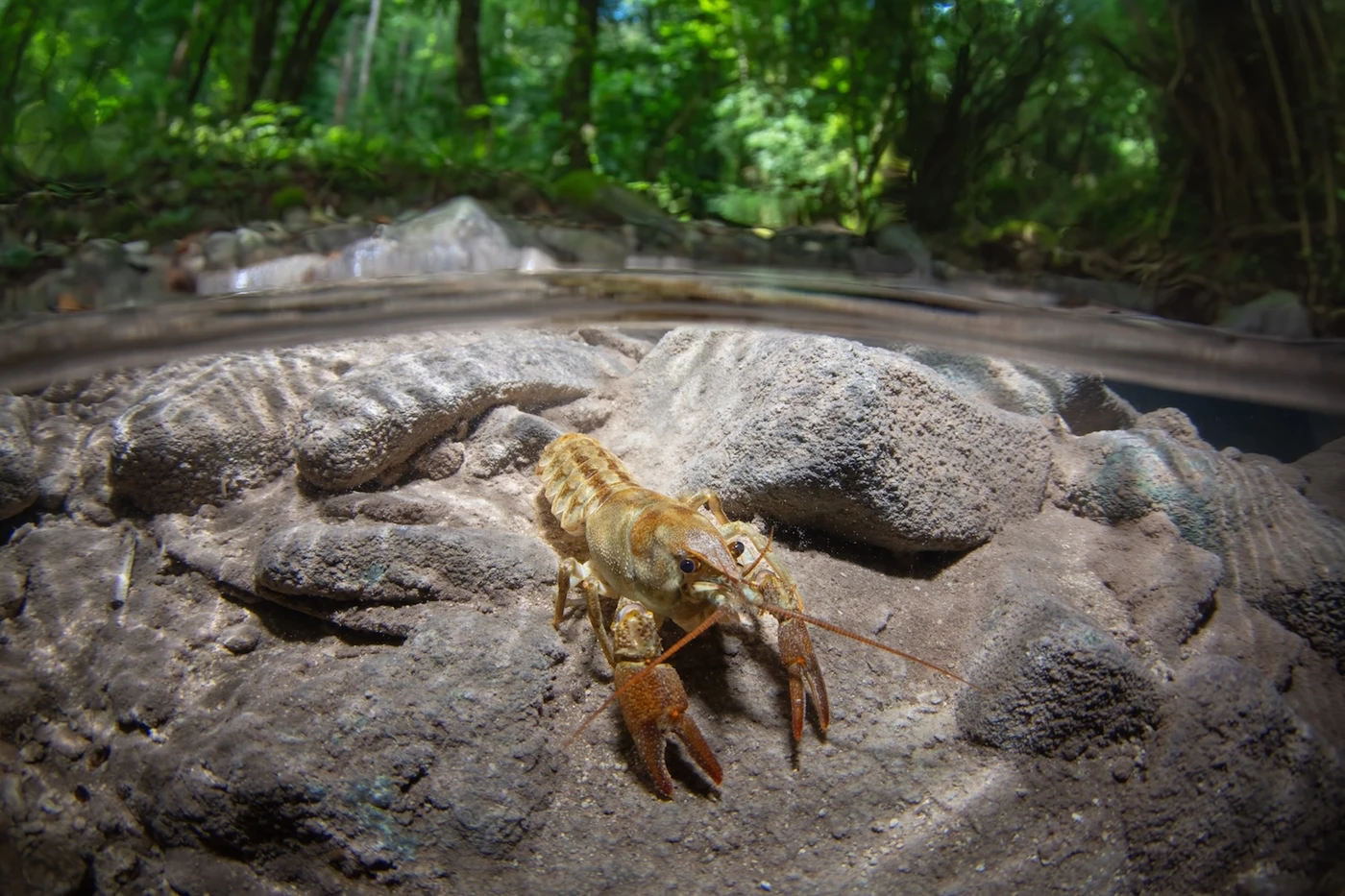 Gambero Di Fiume - Wide Angle runner up by Stefano Cerbai, See in the Sea underwater photography contest