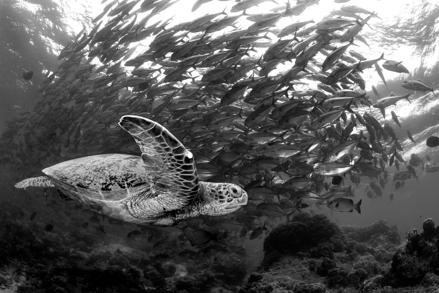Black & White - Black & White runner up by Gabriella Luongo, See in the Sea underwater photography contest