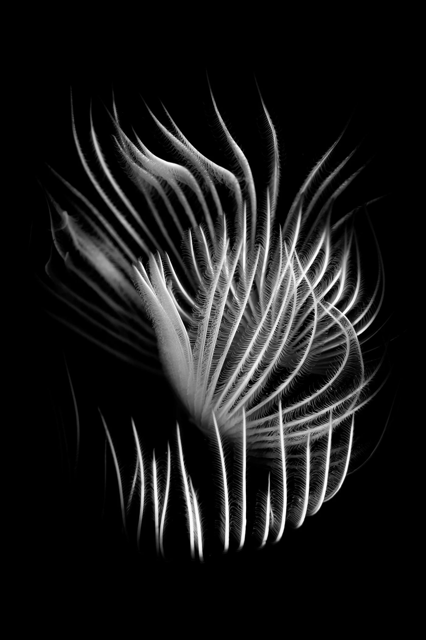 Velo - Black & White bronze by Stefano Cerbai, See in the Sea underwater photography contest