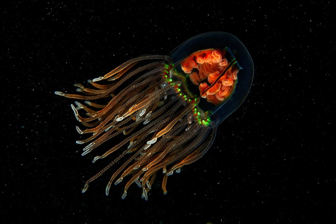 Japanse Kruiskwal - Macro silver by Luc Rooman, See in the Sea underwater photography contest