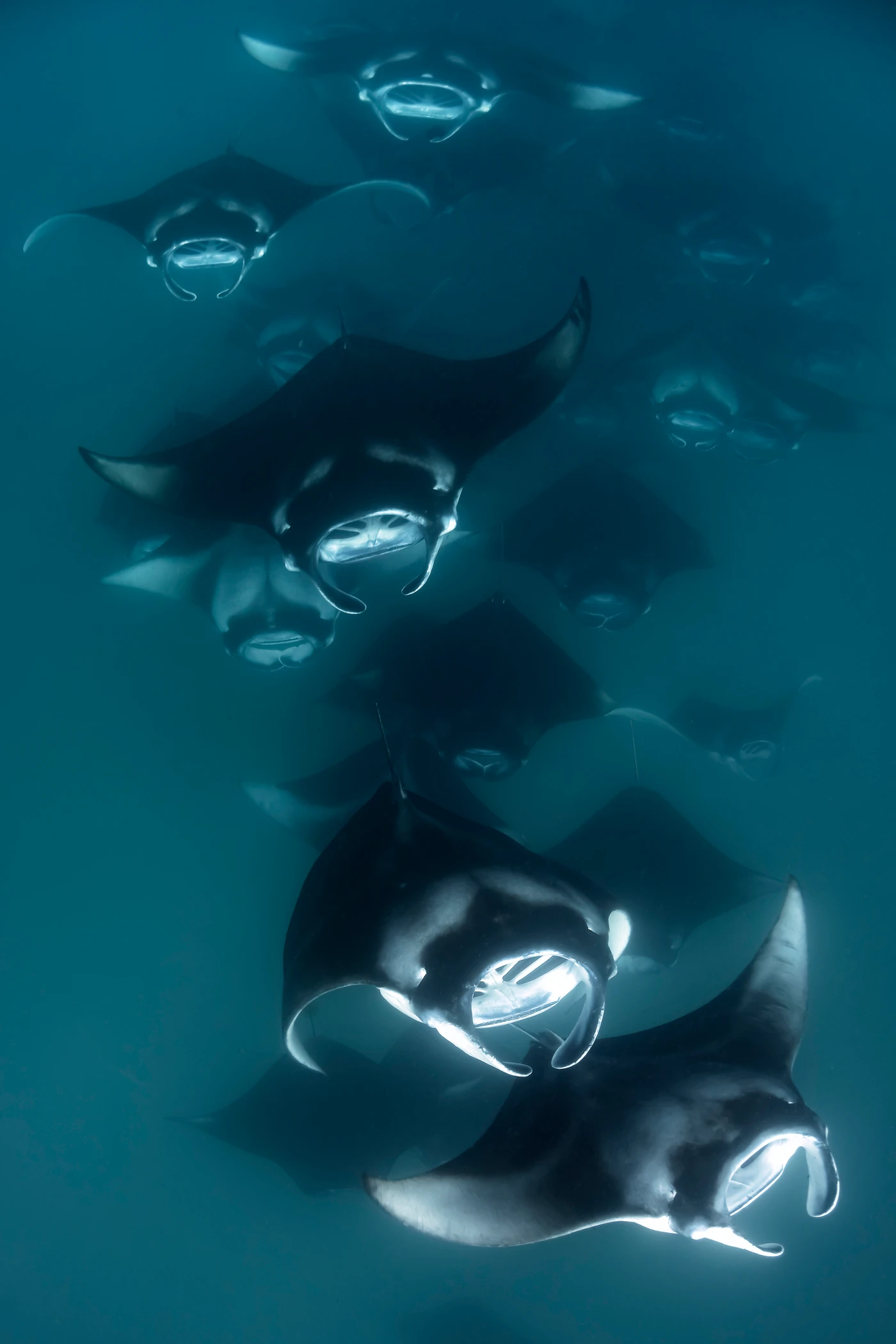Il Treno - Wide Angle bronze by Enrico Pati, See in the Sea underwater photography contest