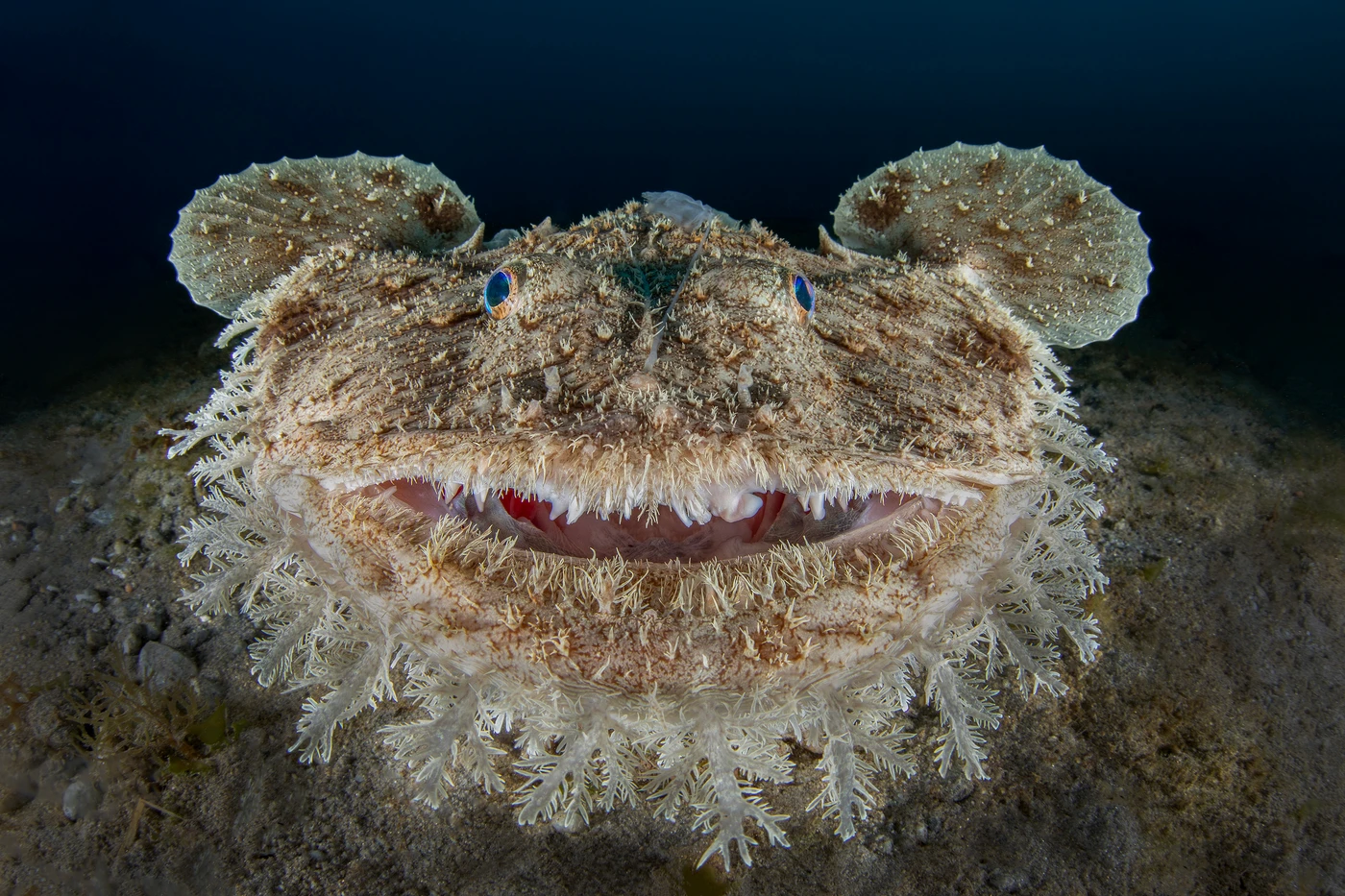Faccia a Faccia - Wide Angle runner up by Rosario Scariati, See in the Sea underwater photography contest