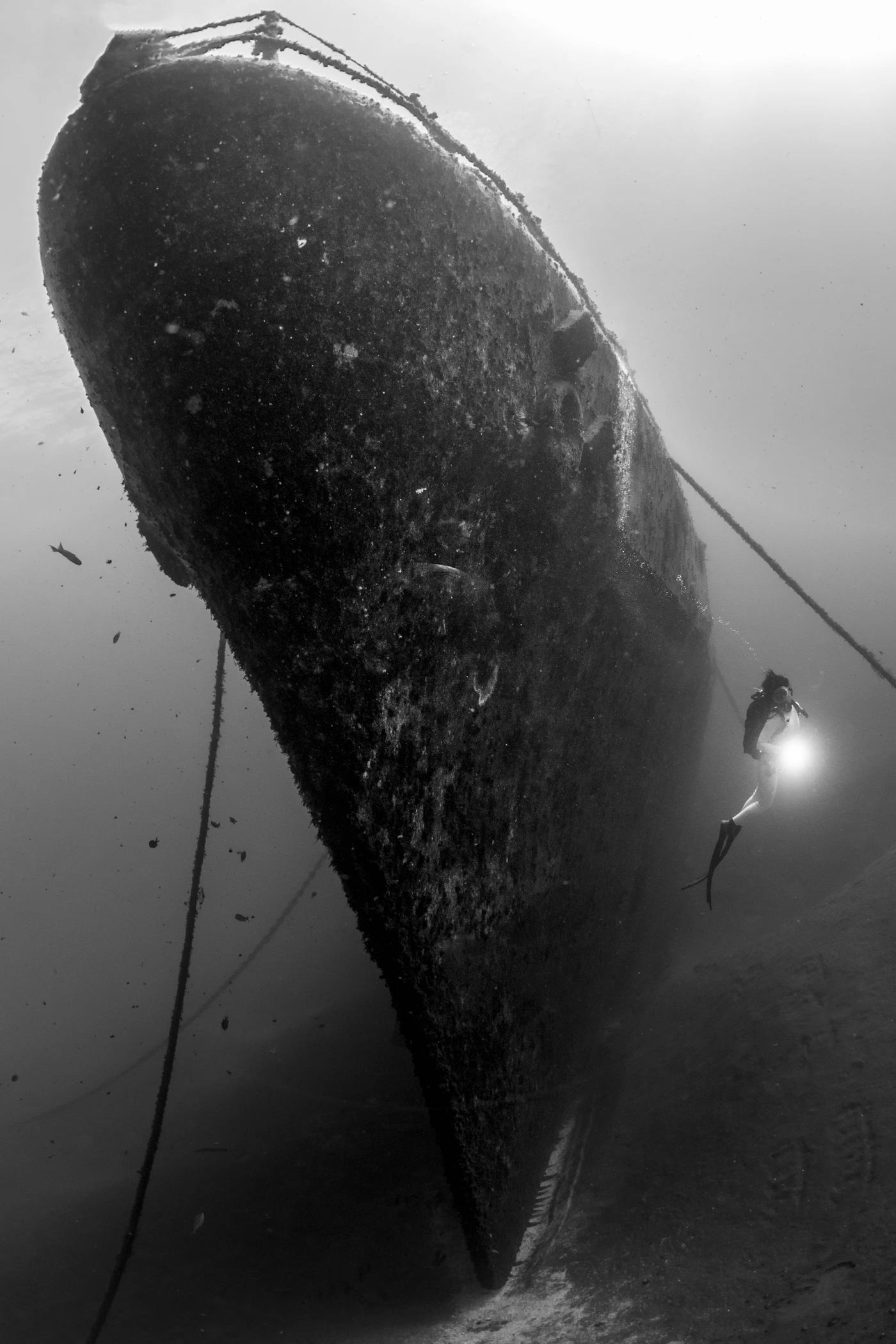 Black & White - Black & White runner up by Davide Lombroso, See in the Sea underwater photography contest
