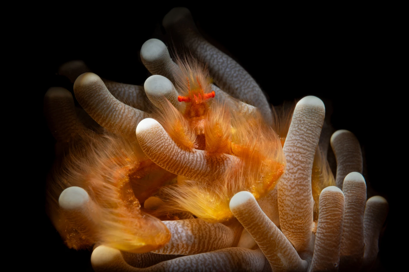 Orango on fire - Macro runner up by Alessandra Turchi, See in the Sea underwater photography contest
