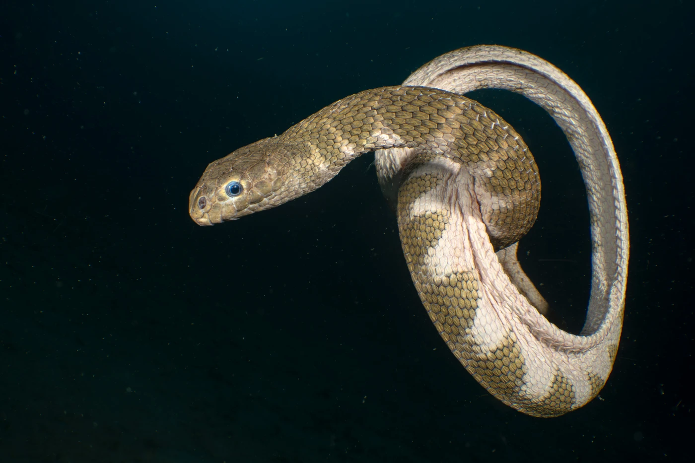 Sea snake - Wide Angle runner up by Galice Hoarau, See in the Sea underwater photography contest