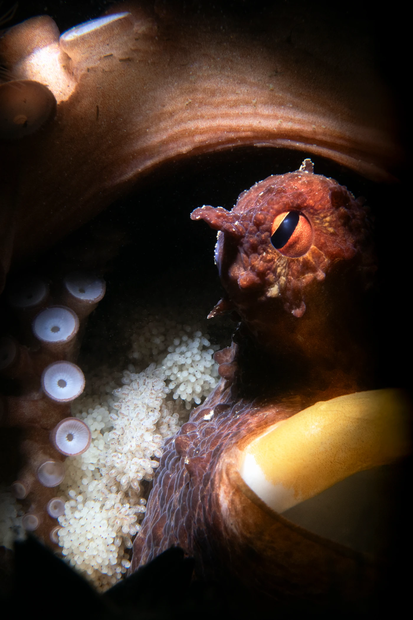Il cerchio della Vita - Macro runner up by Andrea Montesi, See in the Sea underwater photography contest