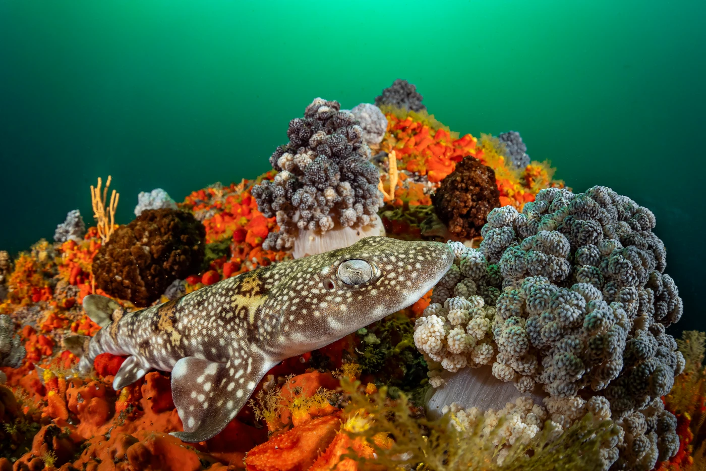 Alien World by Enrico Pompei — Wide Angle 3rd place — False Bay, Cape Town, South Africa — See in the Sea 2025 international underwater photography contest
