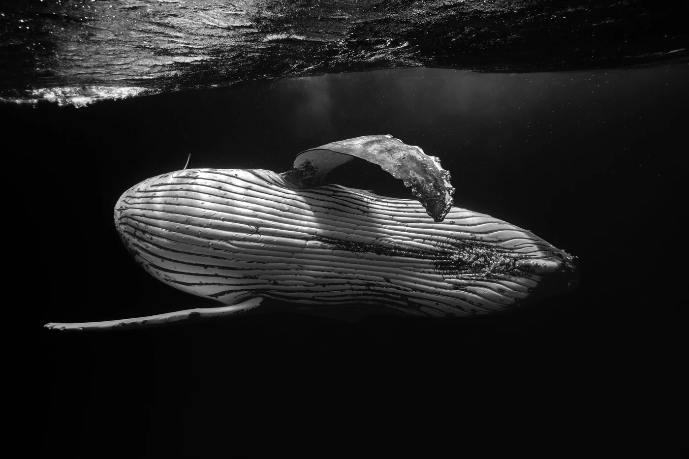 Incontro giocoso - Black & White gold by Marco Domenicucci, See in the Sea underwater photography contest