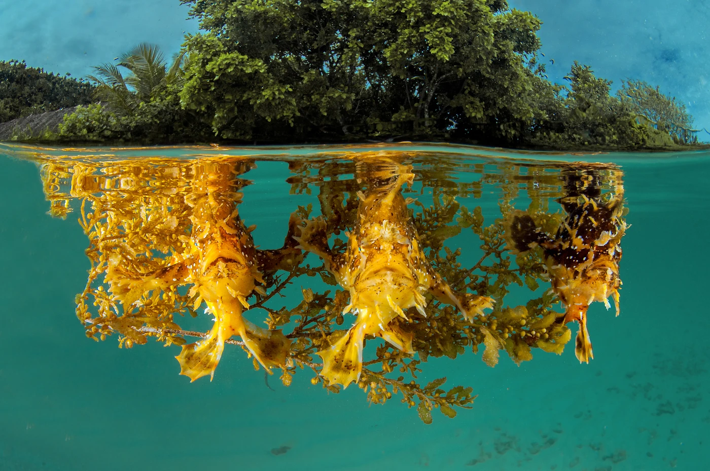 .... che scatto!! - Wide Angle gold by Marco Giuliano , See in the Sea underwater photography contest